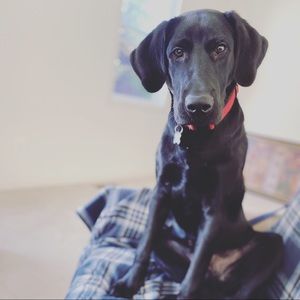 Meet your Posher, Everald